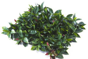 Tea-Leaf